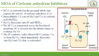 Diuretic Mechanism of action of Carbonic ahhydrase inhibitors Site 1 Diuretics [upl. by Kwapong]