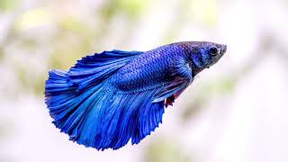 Betta මාලු ගැන හැමදේම සිංහලෙන් Betta fish care in sinhala  Fighter fish  Care [upl. by Pierce]