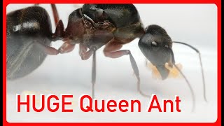 One of the Largest Ants in the World  Sugar Ants in all Colours [upl. by Eiralam]