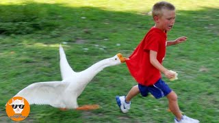 Funny Goose Chasing Babies Compilation  Just Funniest [upl. by Analat292]