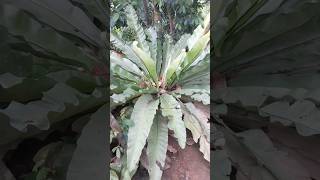 Birds nest fern 🌿 ගෙමිදුල හැඩකරන බර්ඩ්න් නෙස්ට් ශාකය gardendecoration garden [upl. by Gyatt]