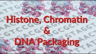 Histone  Chromatin  Nucleosome  DNA Packaging [upl. by Notsrik]