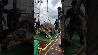 Giant Sea Monsters Caught by Fishermen 🐙🎣GiantSeaCreatures FishingDiscoveries OceanMysteries [upl. by Khudari]