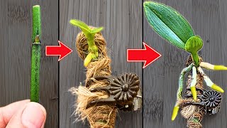 How to propagate orchids from flower branches faster than ever [upl. by Dalohcin]