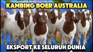 PETERNAKAN KAMBING BOER DI AUSTRALIA [upl. by Krusche]