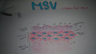 Histology of MediumSized Vein MSV [upl. by Adidnac]