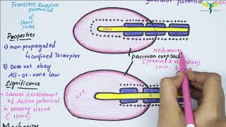 Receptor Potential  Easy Flowchart  mechanism of receptor potential [upl. by Kalikow95]