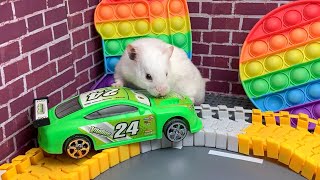 The Best Hamster Challenges 191  Hamster Escapes from the Most Amazing Mazes 🐹 Mr Hamster [upl. by Lunt835]