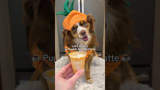 Pumpkin Spice Latte Recipe for Dogs no coffee spice or xylitol dog shorts dogcostume [upl. by Sexton]