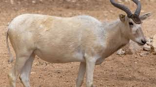 Addax animal information  Addax animal facts  Addax animal habitat Addax animal characteristics [upl. by Camille653]