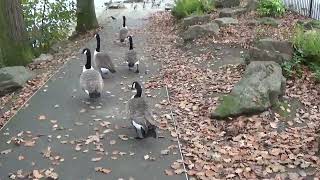 A stroll with the Geese by the lake [upl. by Pooi]