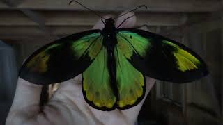 Queen Victoria Birdwing freshly emerged [upl. by Airebma]