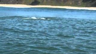 Dolphins attack porpoises in Monterey Bay [upl. by Kohn599]