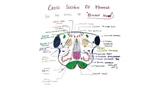 Cross section of Medulla level of Olive  Internal features of medullaIII [upl. by Bram220]