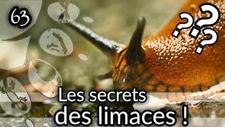 Ep63 Les secrets des limaces [upl. by Fleischer]