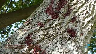 Boxelder Bugs in Boxelder Tree in Milton ON [upl. by Hairehcaz]