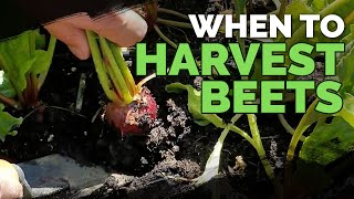 Harvesting Beets When How and Tips for Storing Beets [upl. by Quitt818]