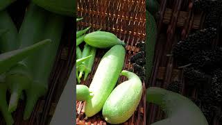 Harvesting Cucumbers Cucumis sativus  Pipino plants vines fruit garden [upl. by Nnyleahs177]