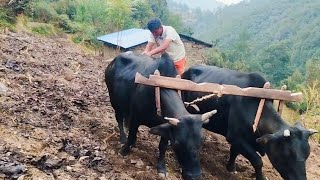 our daily work is in a village in the Himalayas nepal 🇳🇵🇳🇵 [upl. by Kedezihclem771]