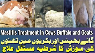 How to prevent mastitis in cows How to control mastitis in cattle [upl. by Millur641]