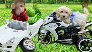 Baby Monkey Bim Bim Broken Truck While Harvesting Fruit and Get Helped By Puppy [upl. by Forsyth394]