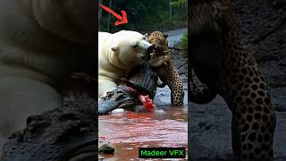 Panda Crocodile Leopard  Unbelievable Scene Caught on Camera animalsyoutubeshorts [upl. by Dara]