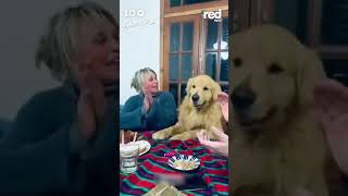 Recuerda celebrar la vida así como este perrito 🥳🤩 [upl. by Notlaw]