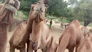 Camel walking thar Desert beautifull scene nature lover of camellife ll animal lover [upl. by Lluj583]