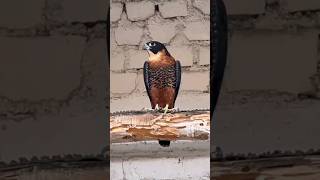 Aplomado Falcon  youtube4animal Falcon falcons youtube [upl. by Nashoma]