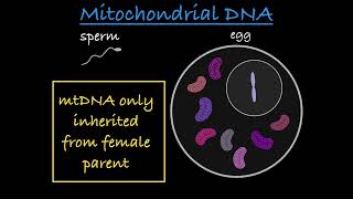 NonNuclear Inheritance Explained [upl. by Ellenaej961]