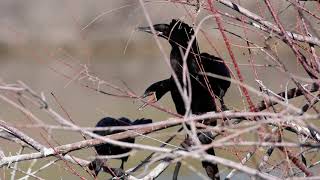 Neotropic Cormorants honking at each other [upl. by Ramalahs]