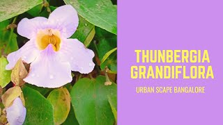 How to transplant and take care of Thunbergia GrandifloraBengal Clock Vine Kukua Loti in Assamese [upl. by Ilek429]