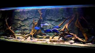 BLUE LUXURY AQUARIUM Malawi Haplochromines [upl. by Enovaj]