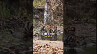 Thirsty Tiger drinking water  Tiger shorts  shorts viral wildlif [upl. by Kara]