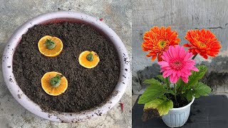 Tips for propagating Gerbera plants from calyx [upl. by Jabez]