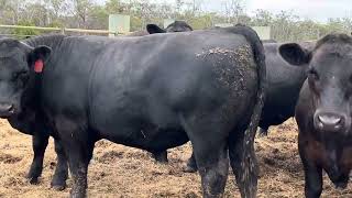 Oakbank Angus Steers 110 [upl. by Niras]