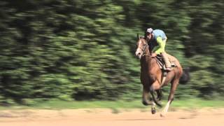 MÉTIERS Cavalier dEntrainement et Jockey  Ecole des courses Hippiques  AFASEC [upl. by Rehsa891]