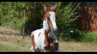 KONING VAN HOOP FLY KWPN Bonanza Baloubet du Rouet x Quidam de Revel [upl. by Llenyar]