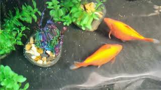 Goldfish Spawning Mating and Laying Eggs [upl. by Old]