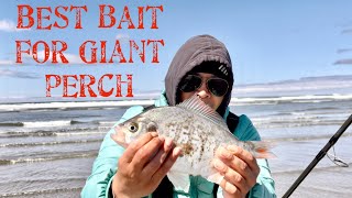 SURF PERCH FISHING  What Bait to use to Catch Giant Perch [upl. by Miller]