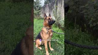 German Shepherd 238 PSI Vs Pitbull 250 PSI Bite pitbull germanshepherd fight doglover shorts [upl. by Daraj]