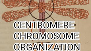 CENTROMERE  CHROMOSOME ORGANIZATION  CYTOGENETIC [upl. by Anivel]