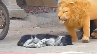 fake Lion and Fake Tiger Prank To dog  Huge Box PrankTroll Video [upl. by Junia]