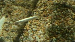 Wrestling halfbeak Dermogenys pusillus for sale at Tyne Valley Aquatics [upl. by Afas]