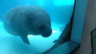 Funny manatee runs into window aquarium [upl. by Geaghan774]