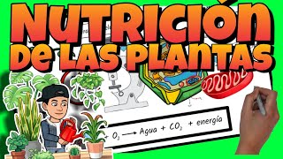 🌱 La NUTRICIÓN de las PLANTAS [upl. by Eiramlatsyrc]