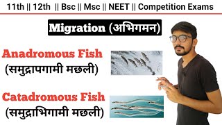 Migration Anadromous Fish And Catadromous Fish  Migration In Fishes 🐠🐋🐟  By Dadhich Sir [upl. by Cusick893]