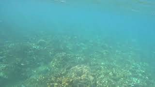 Passport BroDigital Nomad Sees Shark 🦈 while Swimming at Sea 🌊 in El Nido Palawan Philippines [upl. by Cindi]