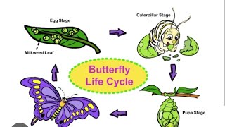 Why LifeCycle  Lifespan [upl. by Younger]