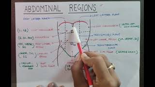 9 ABDOMINAL REGION WITH CONTENT  TRANSPYLORIC PLANE  ABDOMEN ANATOMY  MBBS  FIRST YEAR [upl. by Payne]